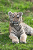 Rare five-month-old Siberian tigers make public debut at Howletts Wild Animal Park, Canterbury, Kent, Britain - 04 Feb 2013