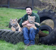 Rare five-month-old Siberian tigers make public debut at Howletts Wild Animal Park, Canterbury, Kent, Britain - 04 Feb 2013