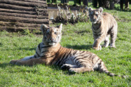 Rare five-month-old Siberian tigers make public debut at Howletts Wild Animal Park, Canterbury, Kent, Britain - 04 Feb 2013