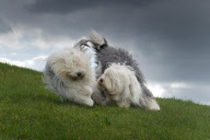 The sheepdogs of Cees Bol, Sibculo, Netherlands - Feb 2013