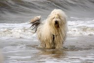 The sheepdogs of Cees Bol, Sibculo, Netherlands - Feb 2013