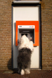 The sheepdogs of Cees Bol, Sibculo, Netherlands - Feb 2013
