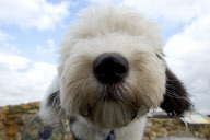 The sheepdogs of Cees Bol, Sibculo, Netherlands - Feb 2013