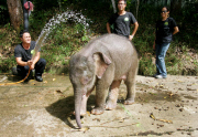 Baby Joe the orphaned pygmy elephant looking set to survive loss, Lok Kawi Wildlife Centre, Kota Kinabalu, Borneo, Malaysia - 02 Feb 2013
