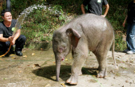 Baby Joe the orphaned pygmy elephant looking set to survive loss, Lok Kawi Wildlife Centre, Kota Kinabalu, Borneo, Malaysia - 02 Feb 2013