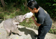 Baby Joe the orphaned pygmy elephant looking set to survive loss, Lok Kawi Wildlife Centre, Kota Kinabalu, Borneo, Malaysia - 02 Feb 2013