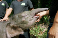 Baby Joe the orphaned pygmy elephant looking set to survive loss, Lok Kawi Wildlife Centre, Kota Kinabalu, Borneo, Malaysia - 02 Feb 2013