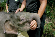 Baby Joe the orphaned pygmy elephant looking set to survive loss, Lok Kawi Wildlife Centre, Kota Kinabalu, Borneo, Malaysia - 02 Feb 2013