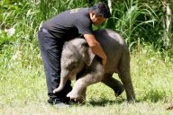 Baby Joe the orphaned pygmy elephant looking set to survive loss, Lok Kawi Wildlife Centre, Kota Kinabalu, Borneo, Malaysia - 02 Feb 2013