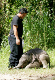 Baby Joe the orphaned pygmy elephant looking set to survive loss, Lok Kawi Wildlife Centre, Kota Kinabalu, Borneo, Malaysia - 02 Feb 2013