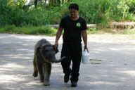 Baby Joe the orphaned pygmy elephant looking set to survive loss, Lok Kawi Wildlife Centre, Kota Kinabalu, Borneo, Malaysia - 02 Feb 2013