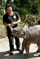 Baby Joe the orphaned pygmy elephant looking set to survive loss, Lok Kawi Wildlife Centre, Kota Kinabalu, Borneo, Malaysia - 02 Feb 2013