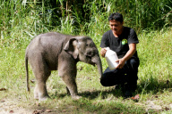 Baby Joe the orphaned pygmy elephant looking set to survive loss, Lok Kawi Wildlife Centre, Kota Kinabalu, Borneo, Malaysia - 02 Feb 2013