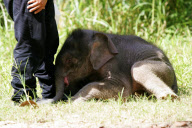 Baby Joe the orphaned pygmy elephant looking set to survive loss, Lok Kawi Wildlife Centre, Kota Kinabalu, Borneo, Malaysia - 02 Feb 2013