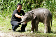 Baby Joe the orphaned pygmy elephant looking set to survive loss, Lok Kawi Wildlife Centre, Kota Kinabalu, Borneo, Malaysia - 02 Feb 2013