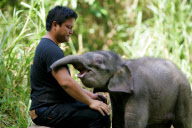 Baby Joe the orphaned pygmy elephant looking set to survive loss, Lok Kawi Wildlife Centre, Kota Kinabalu, Borneo, Malaysia - 02 Feb 2013