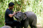 Baby Joe the orphaned pygmy elephant looking set to survive loss, Lok Kawi Wildlife Centre, Kota Kinabalu, Borneo, Malaysia - 02 Feb 2013