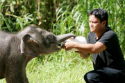 Baby Joe the orphaned pygmy elephant looking set to survive loss, Lok Kawi Wildlife Centre, Kota Kinabalu, Borneo, Malaysia - 02 Feb 2013