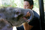 Baby Joe the orphaned pygmy elephant looking set to survive loss, Lok Kawi Wildlife Centre, Kota Kinabalu, Borneo, Malaysia - 02 Feb 2013