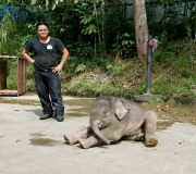 Baby Joe the orphaned pygmy elephant looking set to survive loss, Lok Kawi Wildlife Centre, Kota Kinabalu, Borneo, Malaysia - 02 Feb 2013