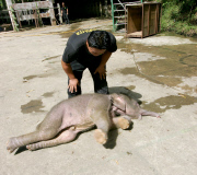 Baby Joe the orphaned pygmy elephant looking set to survive loss, Lok Kawi Wildlife Centre, Kota Kinabalu, Borneo, Malaysia - 02 Feb 2013