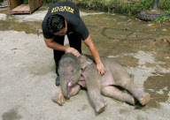 Baby Joe the orphaned pygmy elephant looking set to survive loss, Lok Kawi Wildlife Centre, Kota Kinabalu, Borneo, Malaysia - 02 Feb 2013