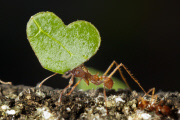 Ants carry heart shaped leaves along a branch at Twycross, Leicestershire, Britain - 06 Feb 2013