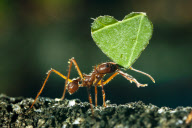 Ants carry heart shaped leaves along a branch at Twycross, Leicestershire, Britain - 06 Feb 2013