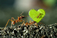 Ants carry heart shaped leaves along a branch at Twycross, Leicestershire, Britain - 06 Feb 2013