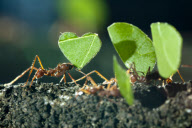 Ants carry heart shaped leaves along a branch at Twycross, Leicestershire, Britain - 06 Feb 2013