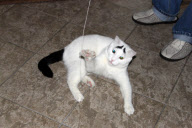 A cat with eyebrows, America - 07 Feb 2013