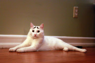 A cat with eyebrows, America - 07 Feb 2013