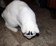 A cat with eyebrows, America - 07 Feb 2013