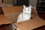 A cat with eyebrows, America - 07 Feb 2013