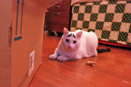 A cat with eyebrows, America - 07 Feb 2013