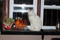 A cat with eyebrows, America - 07 Feb 2013