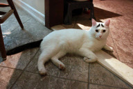 A cat with eyebrows, America - 07 Feb 2013