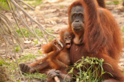 Orangutan charity have called baby apes Will and Kate and hope they will one day meet to mate - 07 Feb 2013