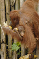 Orangutan charity have called baby apes Will and Kate and hope they will one day meet to mate - 07 Feb 2013