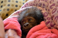 Baby Gorilla moves from Texas to Cincinnati Zoo, Ohio, America - 25 Feb 2013