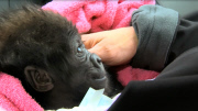 Baby Gorilla moves from Texas to Cincinnati Zoo, Ohio, America - 25 Feb 2013