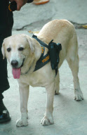 Police dog carrying his officer's gun in specially-designed holster, Dusit Hotel, Pattaya, Thailand - 19 Feb 2013