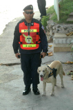 Police dog carrying his officer's gun in specially-designed holster, Dusit Hotel, Pattaya, Thailand - 19 Feb 2013