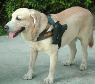 Police dog carrying his officer's gun in specially-designed holster, Dusit Hotel, Pattaya, Thailand - 19 Feb 2013