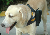 Police dog carrying his officer's gun in specially-designed holster, Dusit Hotel, Pattaya, Thailand - 19 Feb 2013