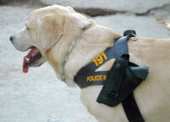 Police dog carrying his officer's gun in specially-designed holster, Dusit Hotel, Pattaya, Thailand - 19 Feb 2013