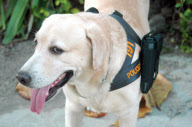 Police dog carrying his officer's gun in specially-designed holster, Dusit Hotel, Pattaya, Thailand - 19 Feb 2013