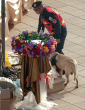 Police dog carrying his officer's gun in specially-designed holster, Dusit Hotel, Pattaya, Thailand - 19 Feb 2013