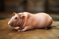 Bald 'skinny' guinea pigs that have no fur are the latest pet craze, Britain - 20 Feb 2013
