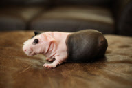 Bald 'skinny' guinea pigs that have no fur are the latest pet craze, Britain - 20 Feb 2013